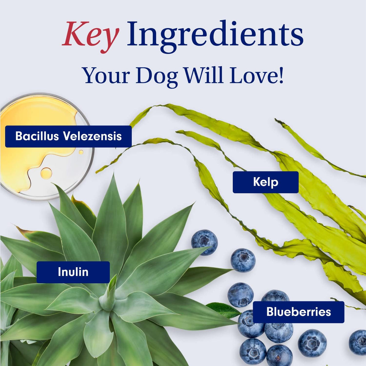 PetLab Co. Dog Probiotic Chews – Gut Health & Allergy Support